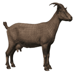 Chèvre