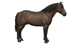 Cheval