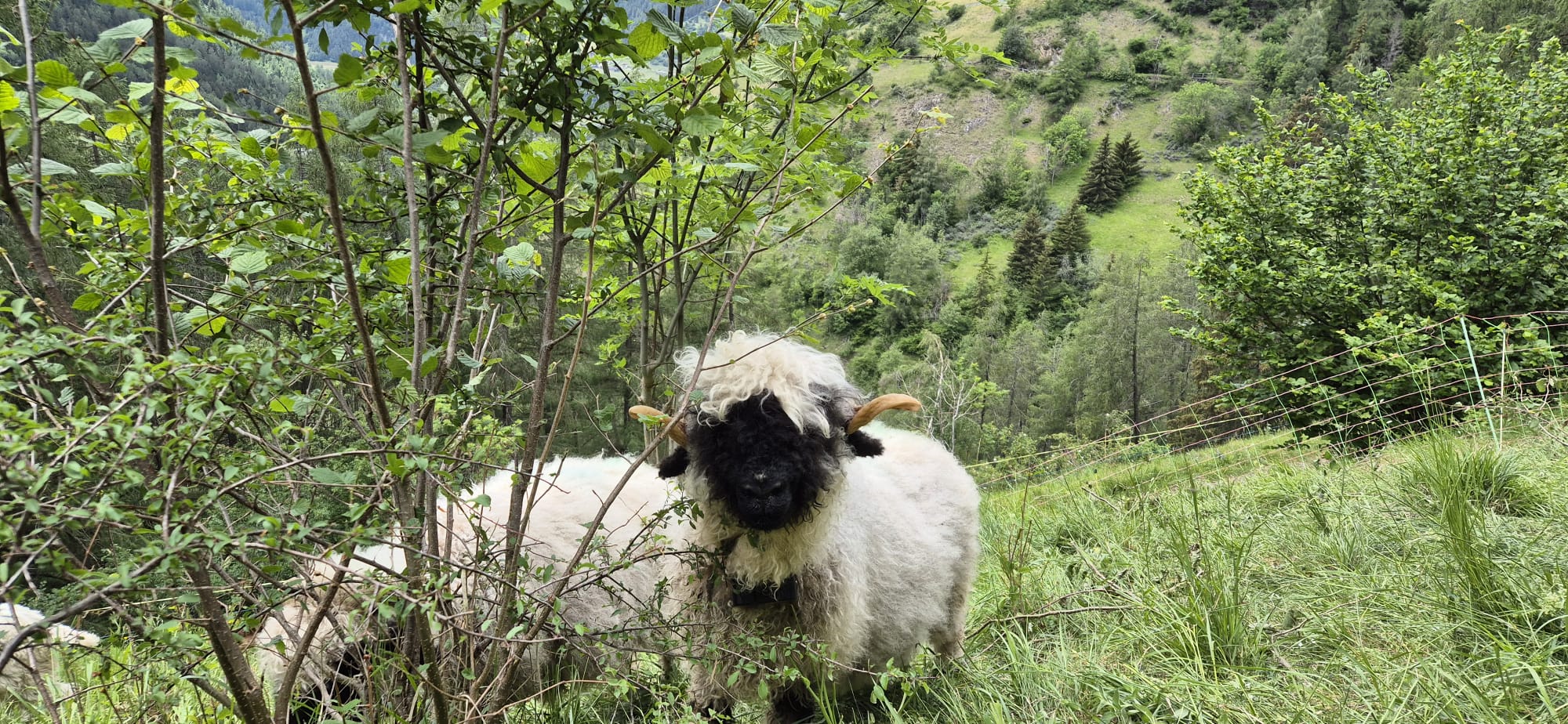 Mouton nez-Noir équipé d'un Kraftleben LoRa