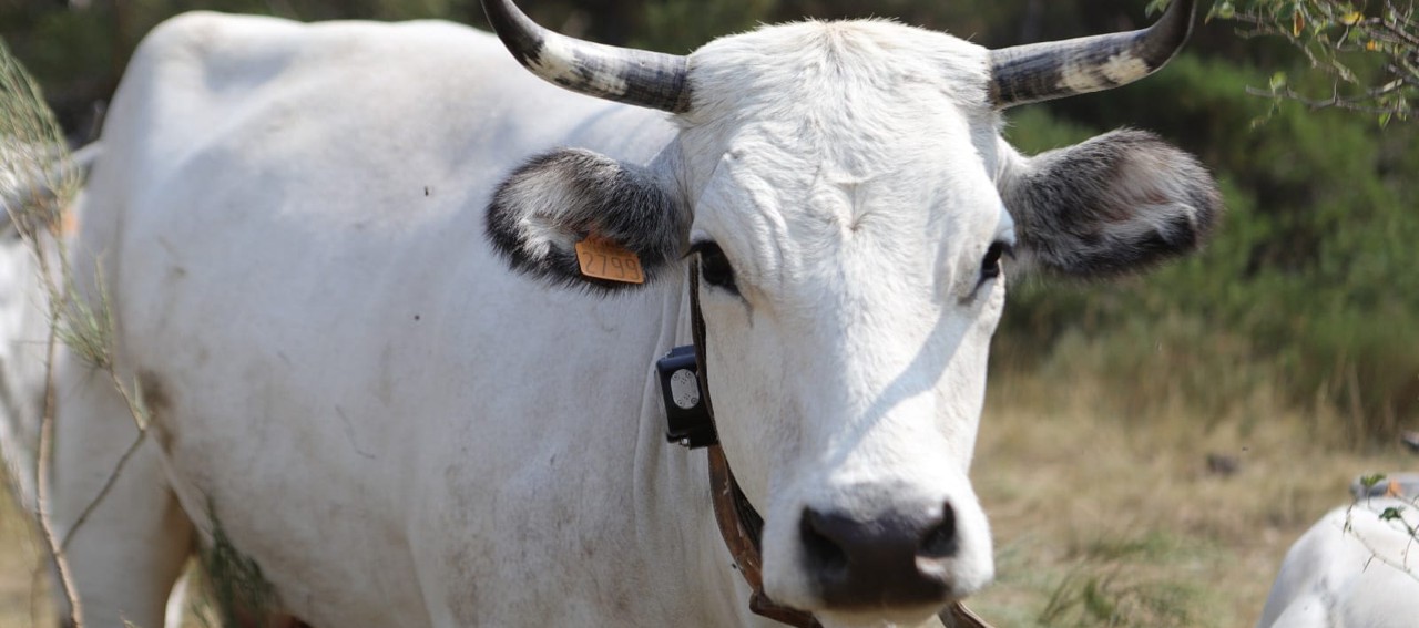 Collier GPS satellite Kraftleben SatCom écho en alpage