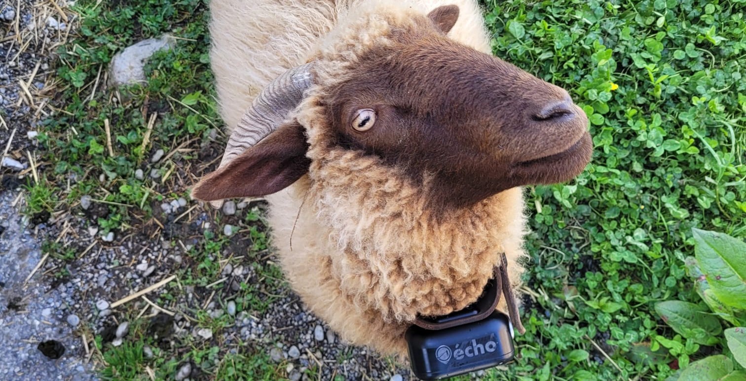 Kraftleben SatCom monté sur un chien de protection