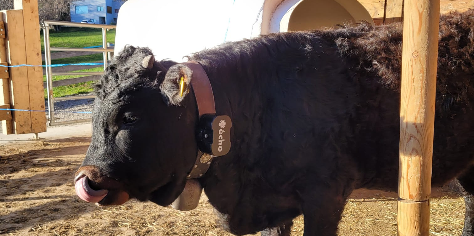 Kraftleben SatCom sur un bovin, coque B-XL
