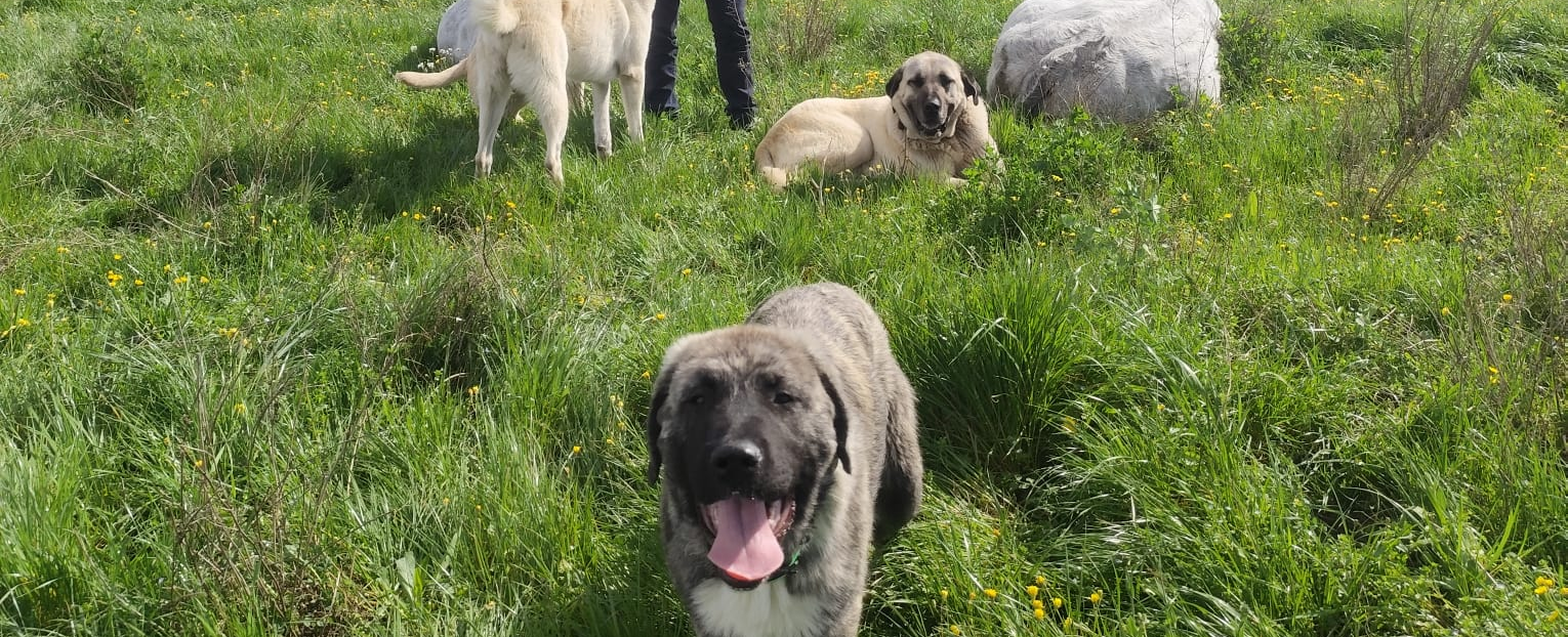 T-Border monté sous le cou d'une chèvre