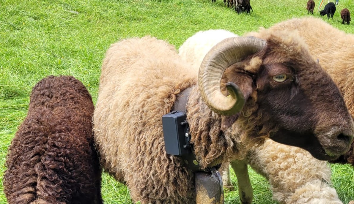 Collier GPS T-Border écho sur un mouton en alpage