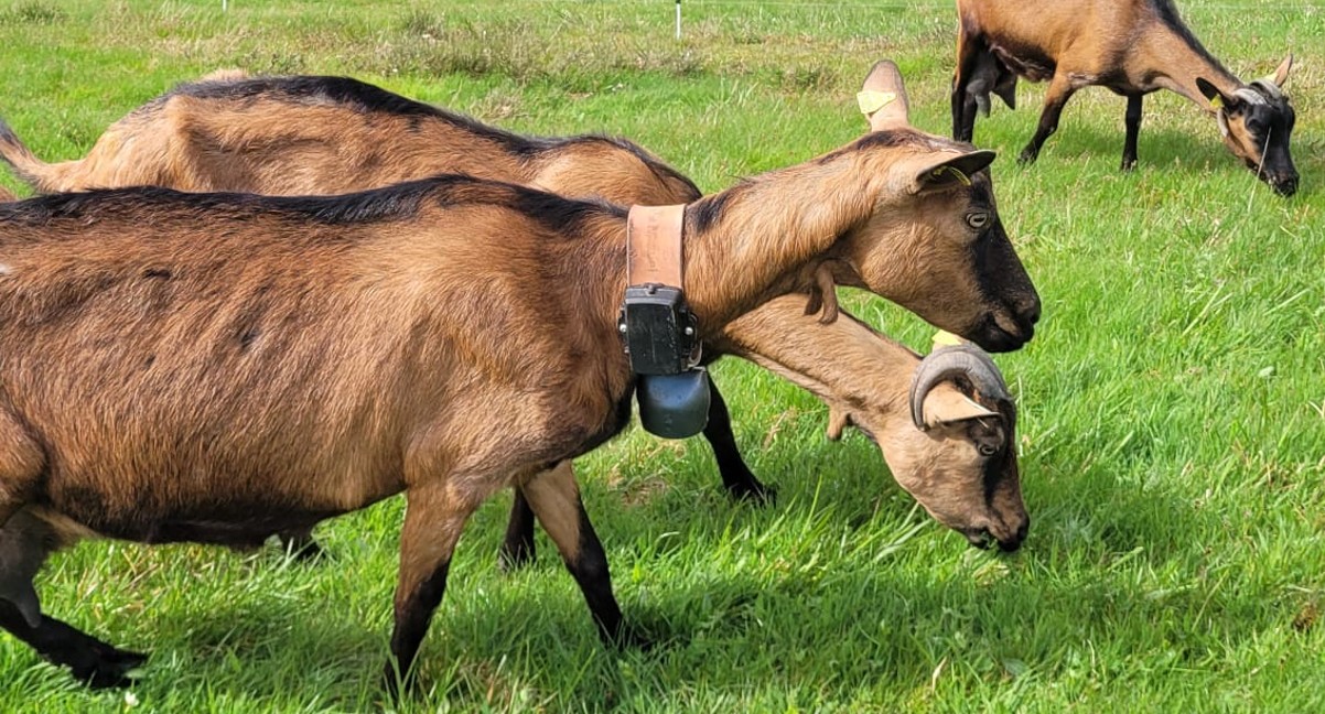 Troupeau d'ovins suivi par colliers GPS T-Border