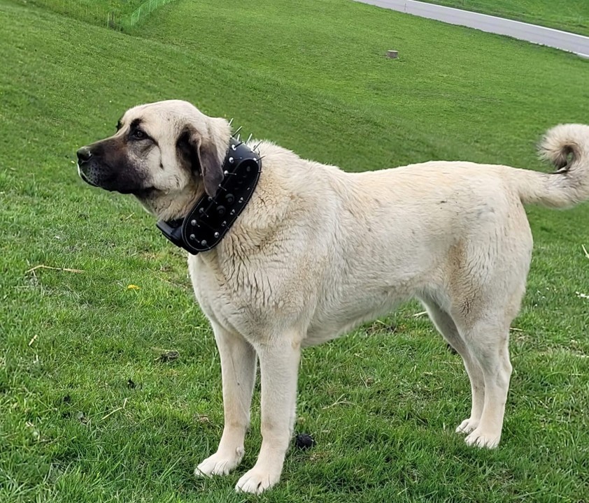 Collier à Pointes